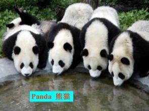 最新国产熊猫视频网站入口,最新熊猫视频网站入口全面解析