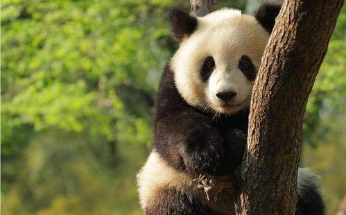 最新国产熊猫视频网站入口,最新熊猫视频网站入口全面解析