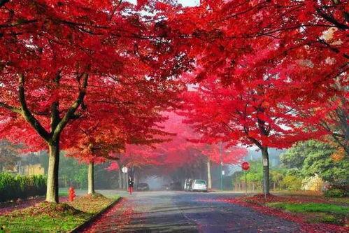 国产枫树长得快吗视频,快速成林新选择