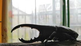 国产浣熊开箱视频下载,揭秘萌物魅力与科技实力