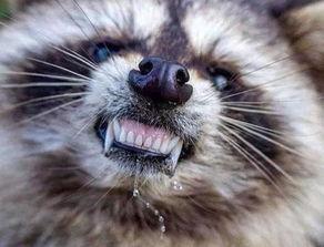 国产浣熊开箱视频下载,揭秘萌物魅力与科技实力